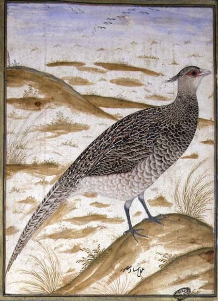 Himalayan Cheer Pheasant Jahangir Perio Mansur Als Kunstdruk Of Als