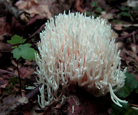 Crown Tipped Coral Mushroom Clavicorona Pyxidata New Germ Flickr