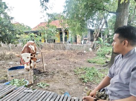 Bisnis Hewan Qurban Idul Adha di Kandang Domba Kupak – Teras Berita