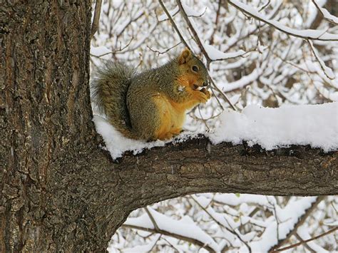Squirrel In The Snow Photograph By Connor Beekman