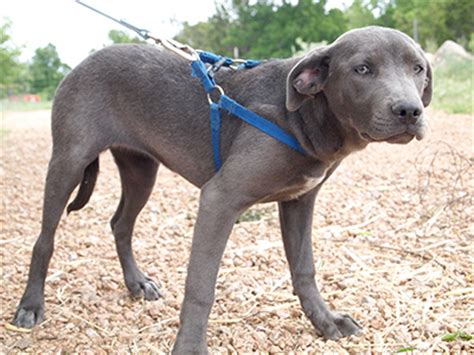The blue lacy is medium in size with a light, balanced yet powerful build. Blue Lacy Info, Temperament, Puppies, Pictures