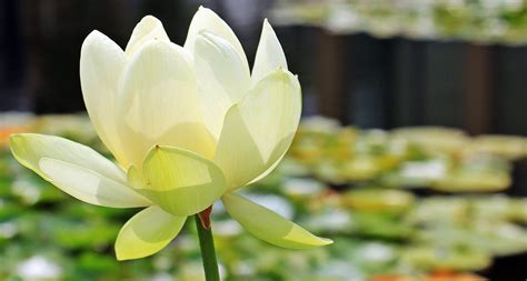 Free Images Nature Petal Bloom Summer Botany Sacred Lotus