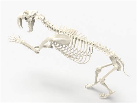 Smilodon Prehistoric Lion Saber Toothed Tiger Skeleton Skull D Model
