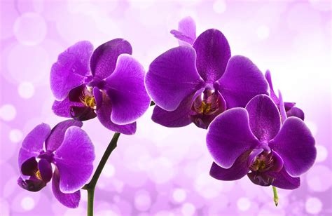 Orchid Hd Wallpapers