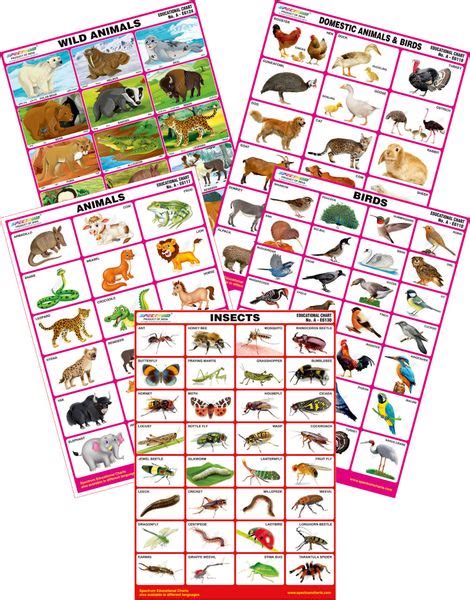 Spectrum Mirror Coat Educational Charts Set Of 5 Set 114 Insect