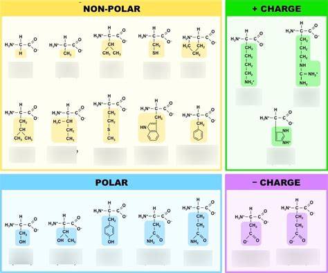 Amino Acids And Their Functional Groups Diagram Quizlet