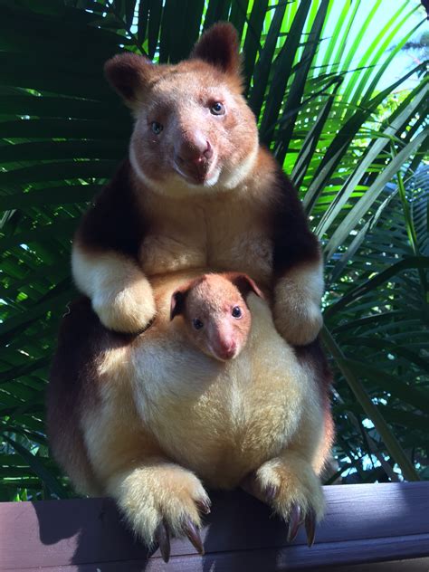 This Endangered Tree Kangaroo Baby Could Be Vital To His Species