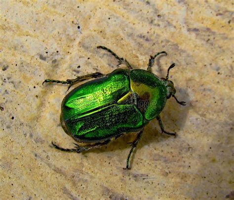 The Flower Chafer Stock Photo Image Of Large Fauna 14716876
