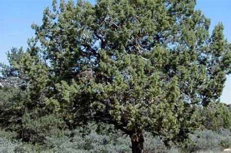 Trees Guaranteed To Grow In Northern Utah Trees We Sell Pine Trees