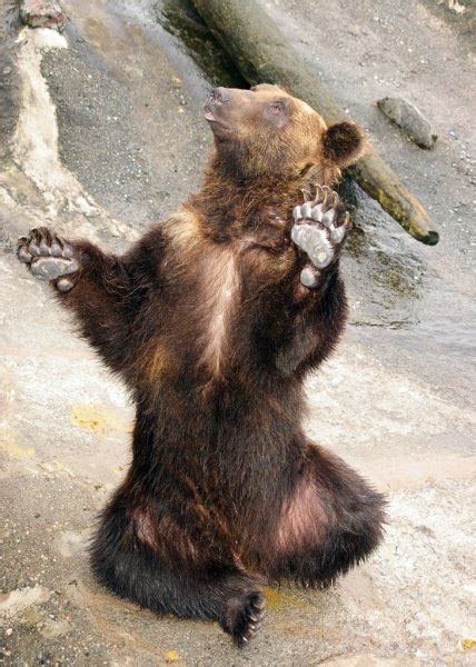 Japanese Brown Bear Higuma — Stock Photo © Redtc 5816124