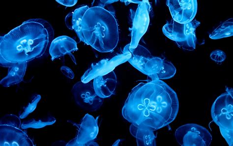 Jellyfish Full Hd Wallpaper And Background Image 2560x1600 Id351177