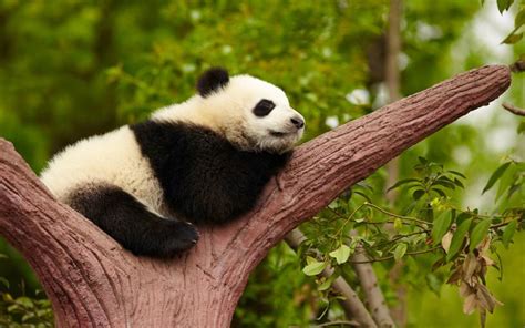 Download Giant Panda 4k Cute Animals Panda On A Tree Wild Animals