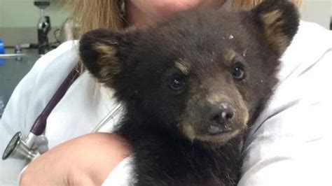 Second Orphaned Bear Cub Brought To Atlantic Wildlife Institute Cbc News