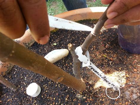 Hari ini saya kongsikan cara mudah untuk tut pokok limau. Cara Mudah Mengetut Pokok Tin | Pokok Tin Putrajaya & KEBUNA