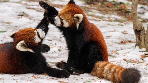 Red Pandas Are The Best Pandas Panda Wallpapers Red Panda Panda