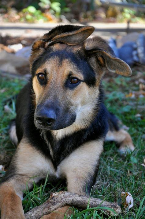 Find border collie dogs and puppies from colorado breeders. I love a sweet baby German Shepherd, Labrador Retriever ...