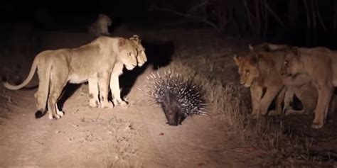 Badass Porcupine Fights Off Pride Of 17 Lions In South Africa Huffpost