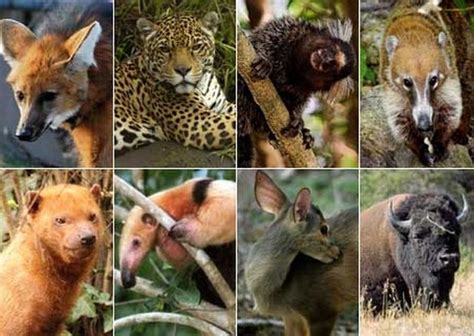 Conociendo Brasil Tipos De Animales