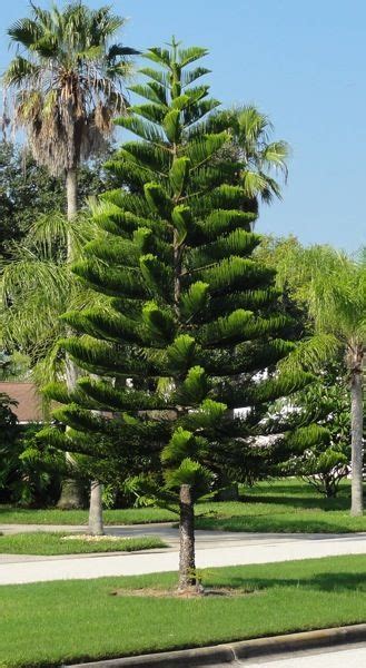 Norfolk Island Pine Pine Garden Florida Trees Florida Gardening