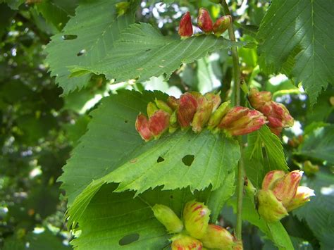 Useful Tips On How To Identify Elm Tree Leaves And Their