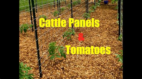 Cattle Panels And Tomatoes Youtube