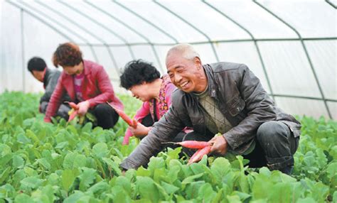 Liu Xiaoyang A Vegetable Farmer In Chengxian Gansu Province Works In His Greenhouse Alongside