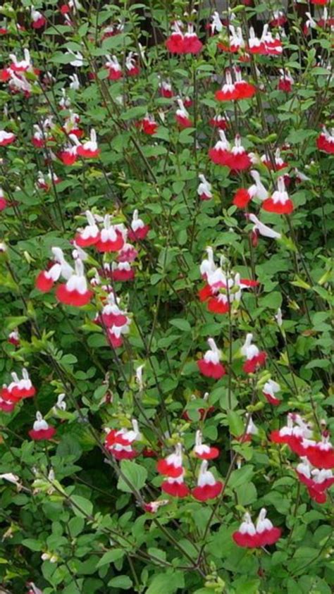 Salvia Hot Lips Sage Hot Lipseye Catching Bicolour Blooms In White
