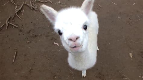 Cute Baby Alpaca Pictures