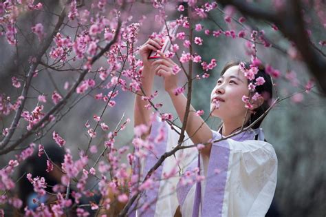 L albero fiore di borta sboccia in piazzale chiavris messaggero. Cina, sbocciano i fiori degli alberi di prugne [FOTO ...