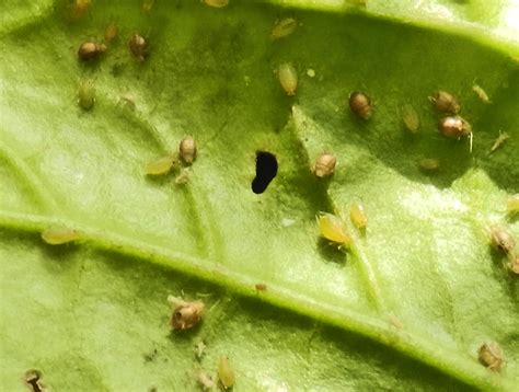 The banana aphid is of interest to researchers and growers worldwide due to its role in transmitting this research has important ramifications in the biological control of banana aphids to prevent the. Aphidius wasps: Aphid parasites as indoor pest control