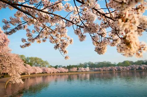 2015 Washington Dc Cherry Blossom Peak Bloom Forecasts