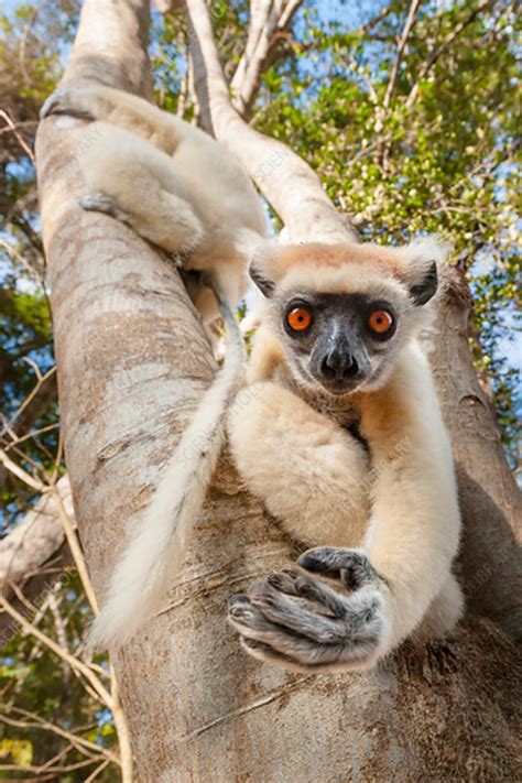 Golden Crowned Sifaka Stock Image C0421043 Science Photo Library