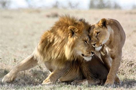 African Lion Safari African Safari Tours And Holidays Kenya Blog