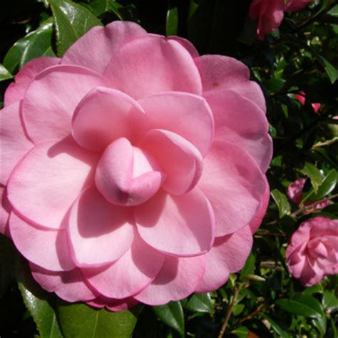 Our nz online flower shop is ssl encrypted to ensure your security and trouble free ordering. Go Gardening - Helping New Zealand Grow - Garden ...