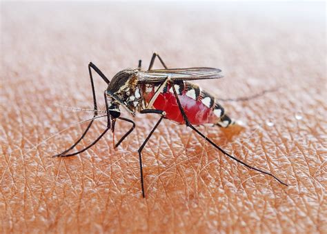 How ‘self Limiting Mosquitos Can Help Eradicate Malaria Wired