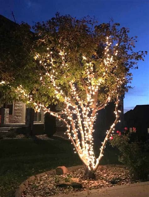 Wrap Lights On An Outdoor Tree In 6 Easy Steps Christmas Lights