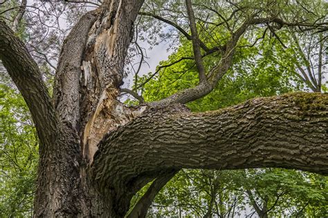 Old Tree Broken Branch Free Photo On Pixabay Pixabay