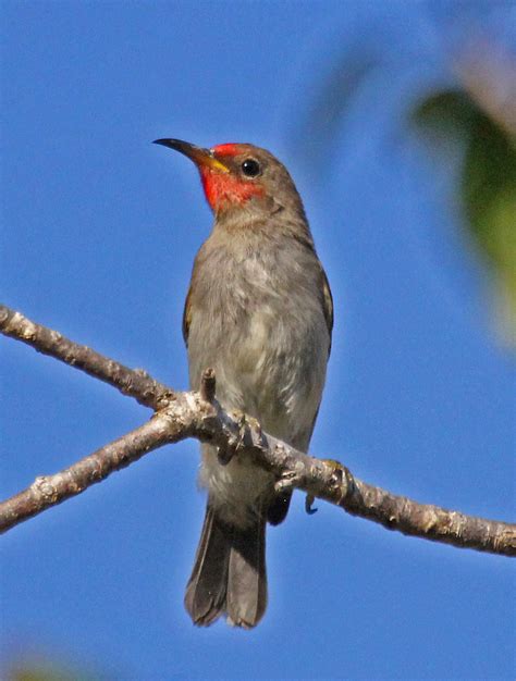Au1160d03082a Red Headed Honeyeater At Channel Island E Flickr