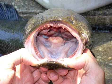 See more of big mouth on facebook. Northern Snakehead Fish: Characteristics, habitat, types ...