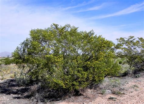 The Creosote Bush A Hardy Desert Plant Hubpages