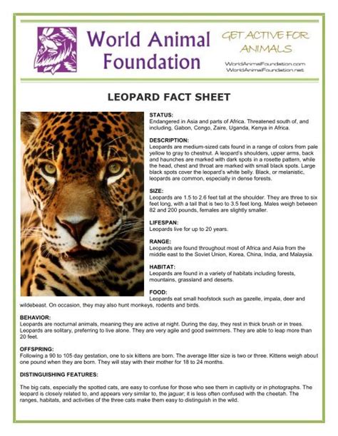 Leopard Fact Sheet World Animal Foundation