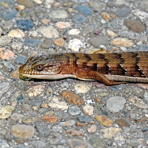 Southern Alligator Lizard On A Driveway Photograph By Susan Wiedmann