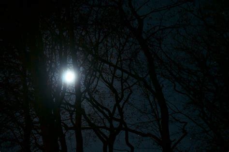 Spooky Forest At Night Flickr Photo Sharing