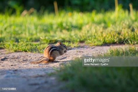 Chipmunk Mouth Full Photos And Premium High Res Pictures Getty Images