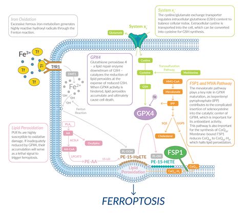 The Ferroptosis Pathway Structure Function And Modulation Biomol My