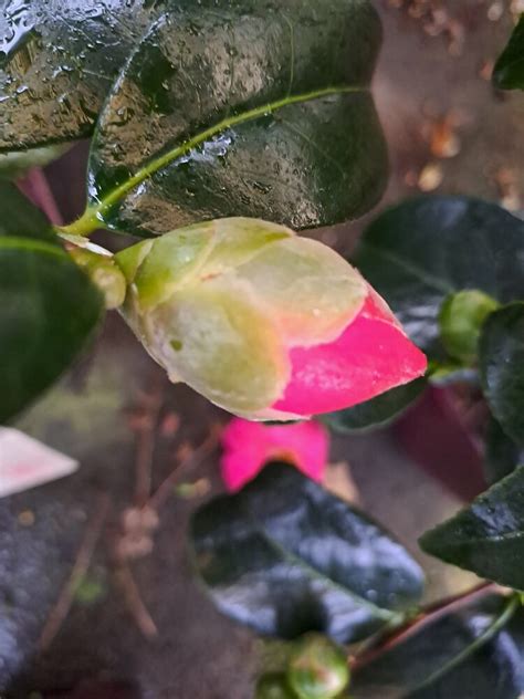 camellia koto no kaori pépinières des 4 vents