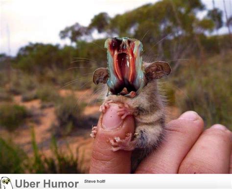 All Australian Animals Want To Kill You Funny Pictures Quotes Pics