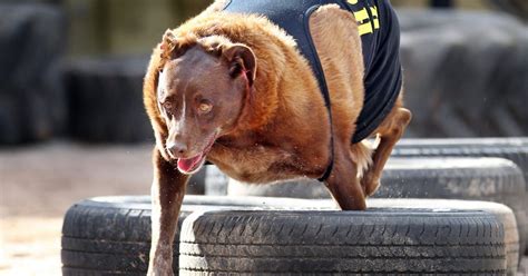 Fat dog mendoza is an. Soaring number of obese pets sees vets treating fat animals for 'human ailments' such as ...