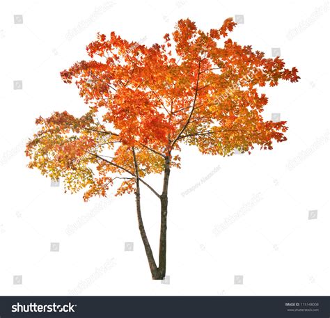 Red Autumn Maple Tree Isolated On Stock Photo 115148008 Shutterstock