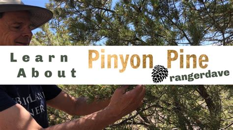 A Close Look At A Pinyon Pine Tree Youtube